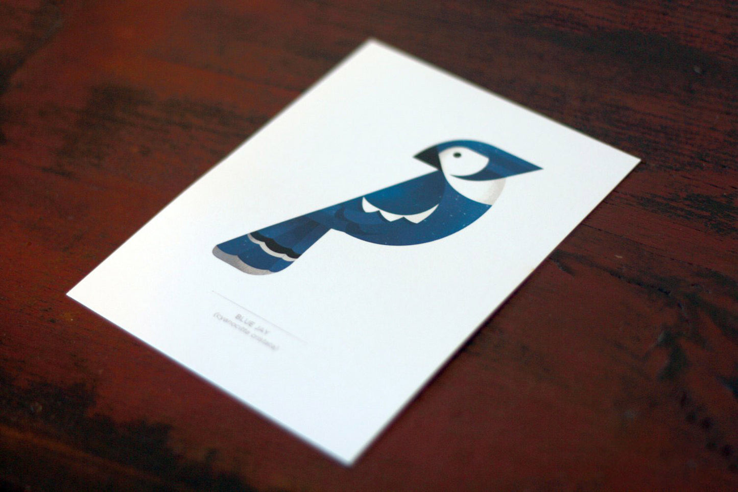 Blue Jay - Signed 5x7" Print
